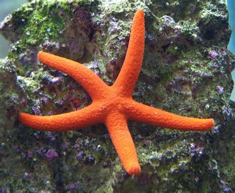 Orange Linckia Starfish