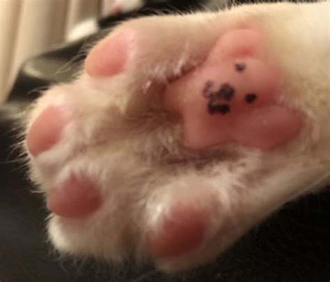 What Are Toe Beans? - Cat-World