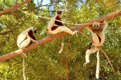 Lemurs' Park (Antananarivo) - 2018 ALL You Need to Know Before You Go (with Photos ...