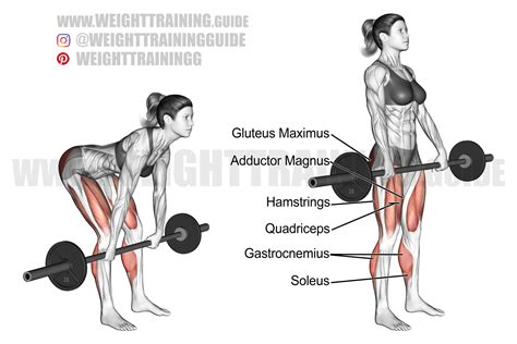 Barbell Romanian deadlift exercise instructions and video | Weight Training Guide