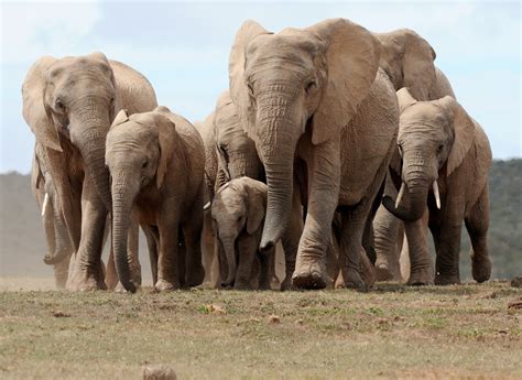 Wild Elephants Sleep Just 2 Hours a Day, Puzzling Scientists in UCLA ...