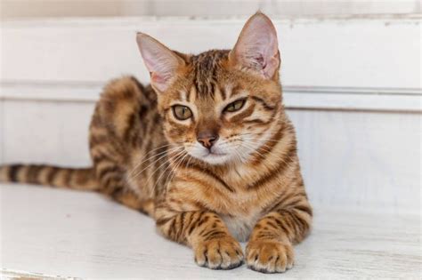 Top 10 Most Aggressive Cat Breeds - Wise Kitten