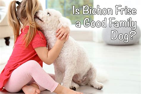 9 Reasons Bichon Frise Are Good Family Dogs - Bichon World