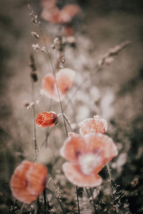 A field of poppies | Free Photo - rawpixel