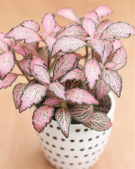 Find the perfect low-light house plant for your home in this list of 40 plants that don't need ...