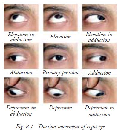 Abduction And Adduction Eyes