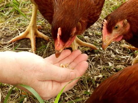 Homemade Chicken Scratch Recipe – The Perfect Mix For Your Flock - Free Chicken Coop Plans