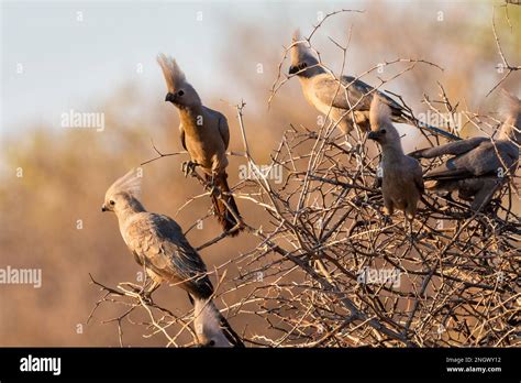 The grey go-away-bird (Crinifer concolor), also known as grey lourie ...