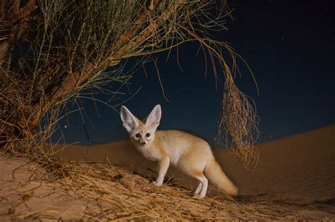 Fennec Fox Picture - Image Abyss