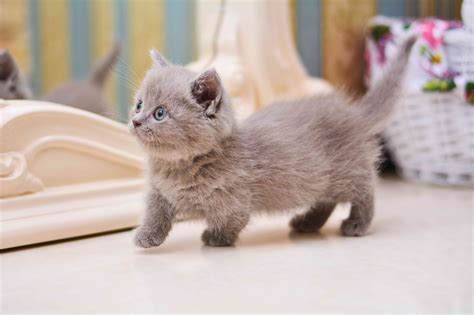 Munchkin Cat Breed Health and Care | PetMD