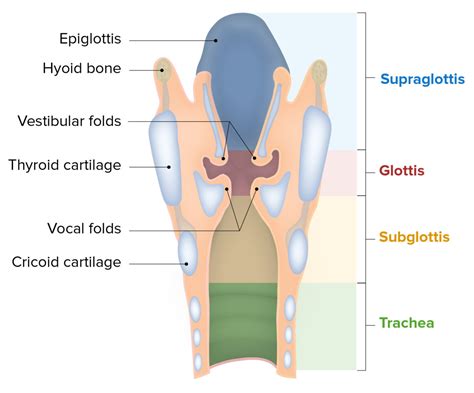 Larynx: Anatomy | Concise Medical Knowledge