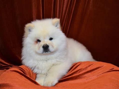 Chow Chow-DOG-Male-Cream-3560332-Petland Dunwoody