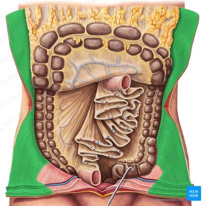 Parietal peritoneum: Anatomy and function | Kenhub