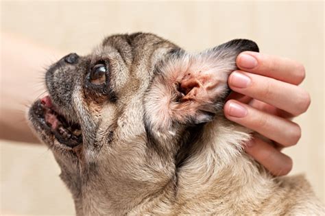 Beige Pug Dirty Ear Of The Dog Ear Mites Allergic Otitis Media Stock Photo - Download Image Now ...