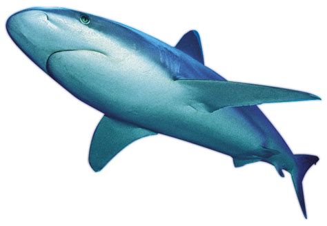 Shark PNG File | PNG All