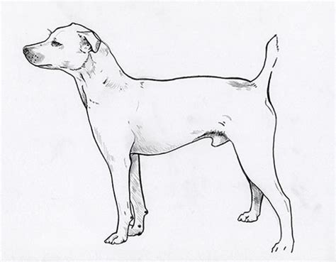 Breed Standards : Treeing Feist | United Kennel Club (UKC)