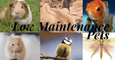 Top 20 Low Maintenance Pets for Kids & Adults - Orderly home, Orderly life