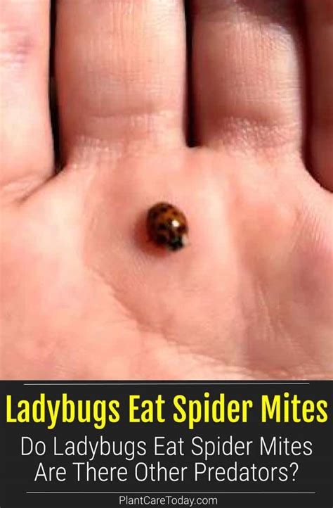 Do Ladybugs Eat Spider Mites Are There Other Predators?