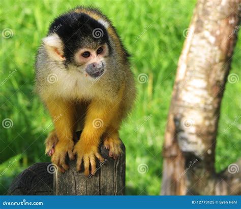 Monkey on a Trunk stock image. Image of environment, feeding - 12773125