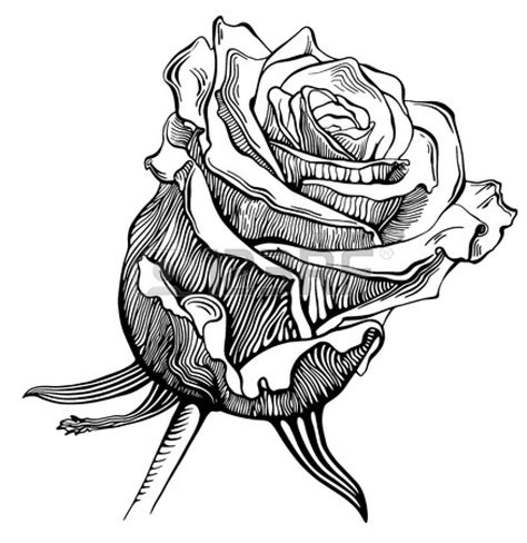 Free Rose In Black And White, Download Free Rose In Black And White png ...