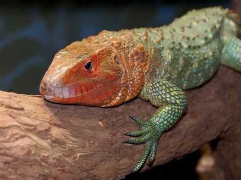 The Online Zoo - Northern Caiman Lizard