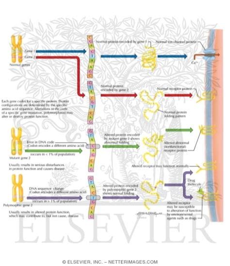 Gene Structure and Expression