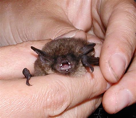 Rare Bat Species on Denman | Denman Conservancy Association