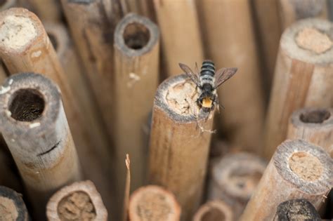 5 Ways to Increase Nesting Habitat for Native Bees | Xerces Society