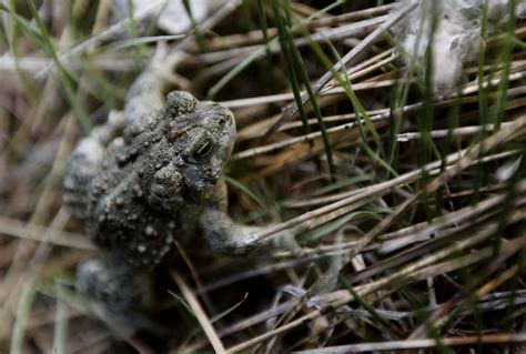 Hundreds of endangered toads released in southeast Wyoming | Open Spaces | trib.com