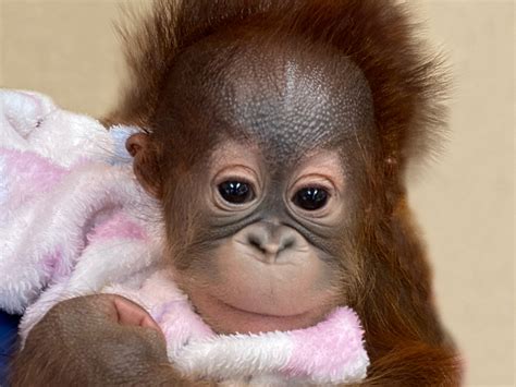 Baby Orangutan