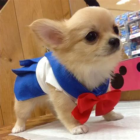 60+ Best Halloween Costumes For Chihuahuas - The Paws