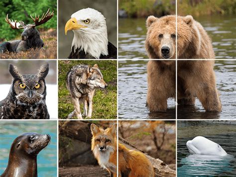 Wildlife Viewing at Katmai National Park| Bear Trail Lodge