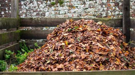 How to Compost Leaves: 5 Easy Steps for Leaf Mold