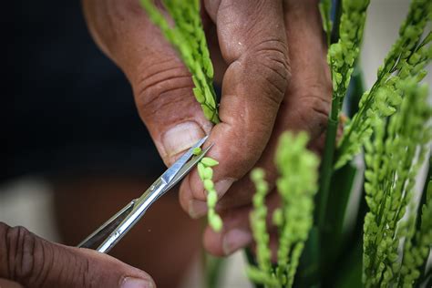 Hybrid rice review: Updating notions about hybrid rice - Hybrid Rice Development Consortium