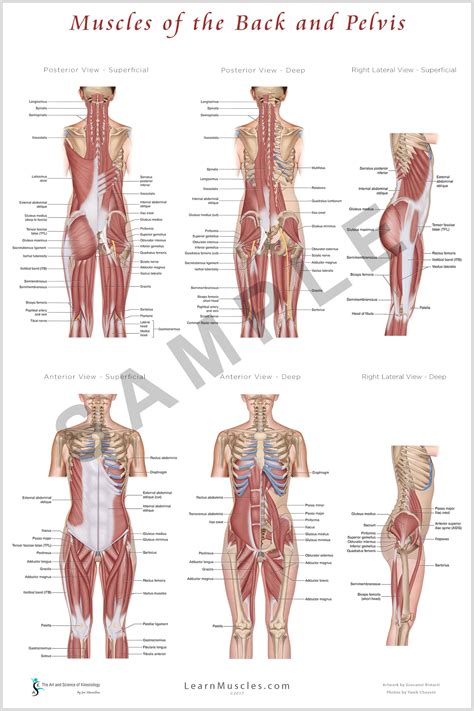 Muscles of the Back and Pelvis 24" x 36" Premium Poster - Learn Muscles