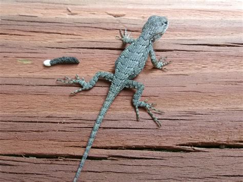 Eastern Fence Lizard in August 2018 by kathleengard · iNaturalist