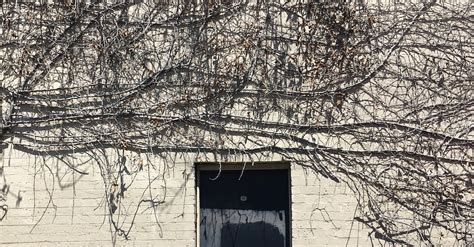 Free stock photo of creeper, dead plants, dead vines