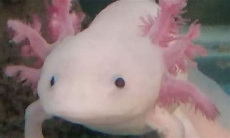 Weird and Unusual Animal- Axolotls | Small Online Class for Ages 8-12