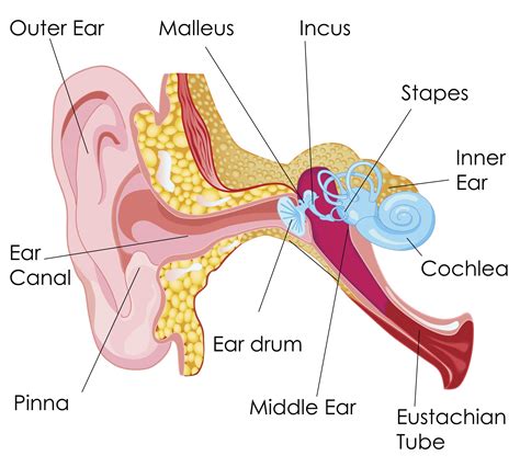 Demystifying the Ear Canal: Consider Professional Ear Cleaning - RK Audiology