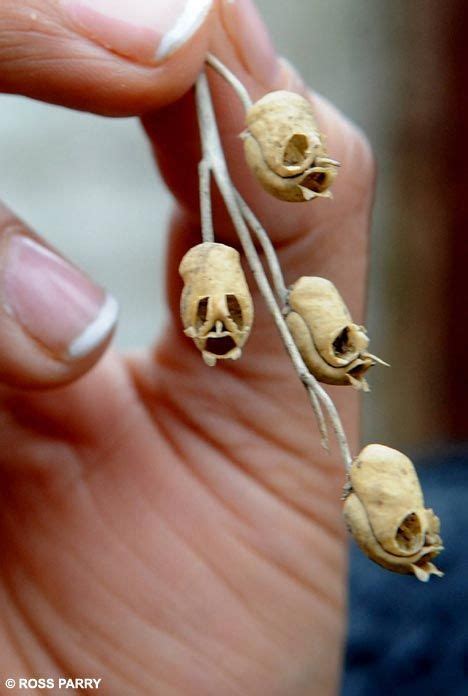 Spooky shrunken heads buried in the garden? No, they re just seed pods ...