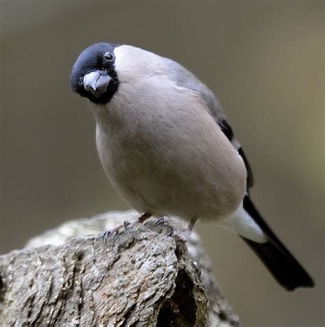 Hello Female Bullfinch by robertsnikon | ePHOTOzine