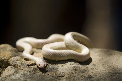 Albino Snake Skin Pattern stock photo. Image of pattern - 8545436