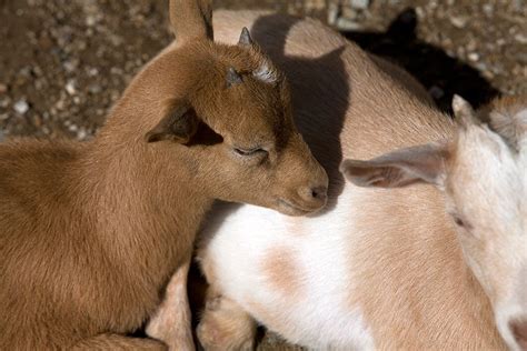 Haiti Wildlife / Haitian pigs | Animals : According to the world conservation monitoring centre ...