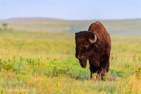 Wild Bison : r/wildlifephotography