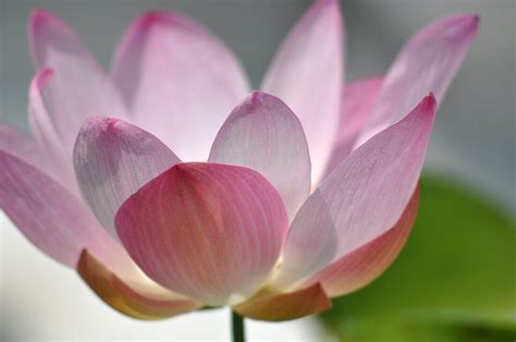 Bangkok (Thailand): a lotus flower at … – License image – 70332279 Image Professionals