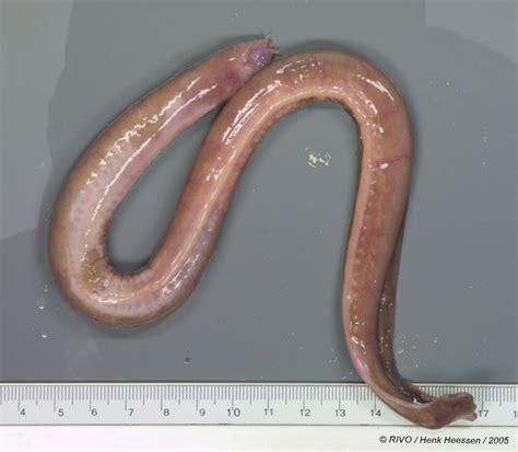 WoRMS - World Register of Marine Species - Photogallery