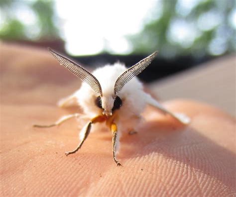 Virginian Tiger Moth (Spilosoma virginica) - Small Prairie Farm