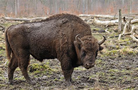 Bizon - Wikipedia | Hayvanlar, Afrika fili, Bizon