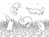 Printable Adult Coloring Page Platypus  Etsy sketch template