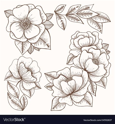 Flowers hand drawing set Royalty Free Vector Image